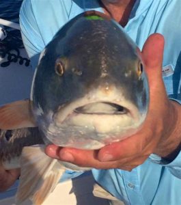 A Florida Redfish ...