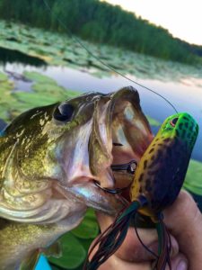 Grand Bend Largemouth Bass Spro Frog AAA