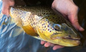 A “Hendrickson” Grand River Brown Trout.