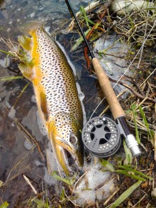 Grand River Brown Trout Lamson Konic Fly Reel A