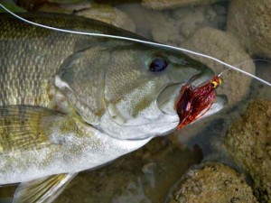 Grand River Streamer Smallmouth Bass