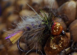 Brown Trout Bug