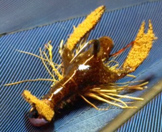 ARM Crayfish
