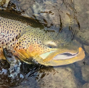 A Migratory Great Lakes Brown Trout ...