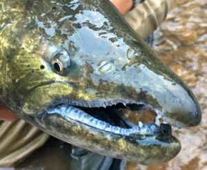 A Migratory Great Lakes Chinook Salmon ...