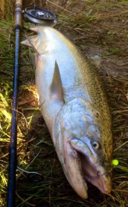 A Beaver River Chinook Salmon caught on a Nuclear Chartreuse HLS UV Custom Bead.