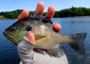 Kayak Bluegill AAA