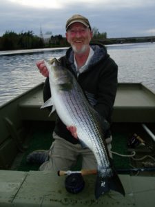 ... A Miramichi, New Brunswick Striper ...