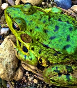 A Grand River Leopard Frog.