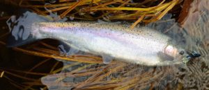 Mike The Salmon River September 2016A