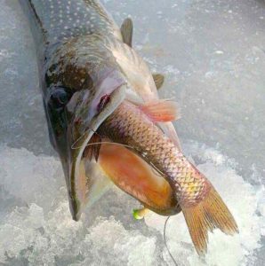 Gready Northern Pike ...