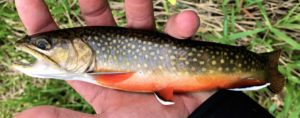 A Orangeville Brook Trout.