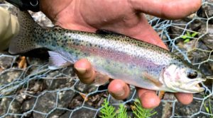 A Orangeville Rainbow Trout.