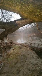 Early Morning ... Oshawa Creek.