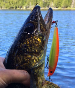 A Walleye with a Rapala X-Rap - Hot Head.