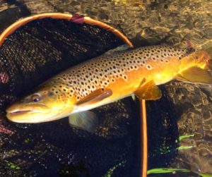 A Upper Credit River Resident Brown Trout.