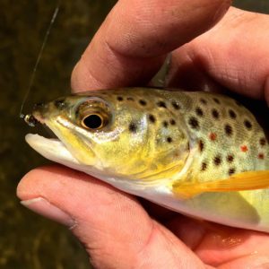 A Upper Credit River Resident Brown Trout.