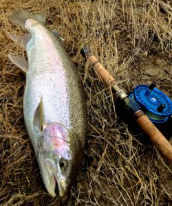 A Saugeen River April Steelhead.