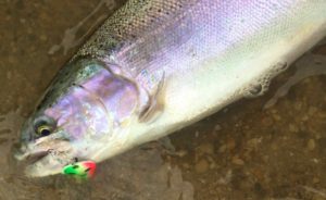 Saugeen River Steelhead October 21st 2016A