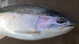 A Saugeen River September Steelhead.