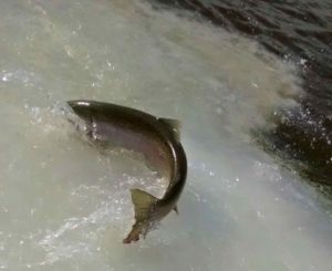 A Saugeen River "Winter Steelhead”.