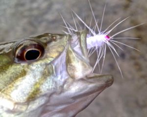 A Smallmouth Bass with a Pink Beadhead White Woolly Bugger.