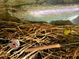 spey-steelhead-under-water-bbb