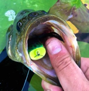 A Spro Frog “DEEP” in the mouth of a Largemouth Bass