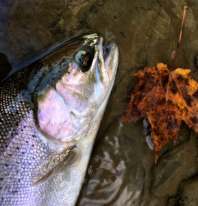 A Great Lakes Steelhead ...