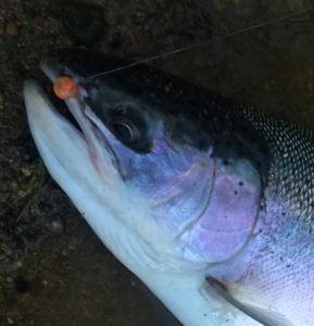 A Great Lakes Steelhead ... HLS Custom UV Chilli 8mm Bead ...