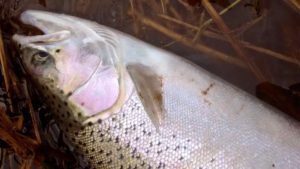 A Lower Maitland River Steelhead .