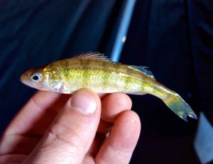 The smallest Yellow Perch Guelph Lake AAA