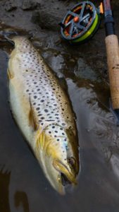 A Resident Inland Brown Trout on a Centerpin Float Reel.