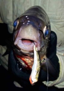 A Lake Simcoe Whitefish caught on a Bad Boy Lure.