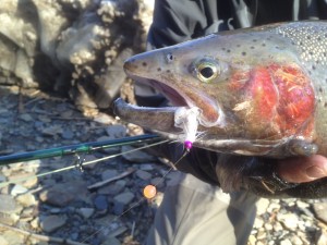 Tomster's Pink Beadhead Steelie Bugger With Buck