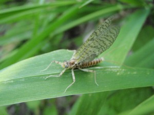 March Brown May Fly on the Lower Grand River