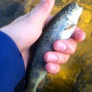 Grand River 2015 Stocker Brown Trout educated for the first time AA