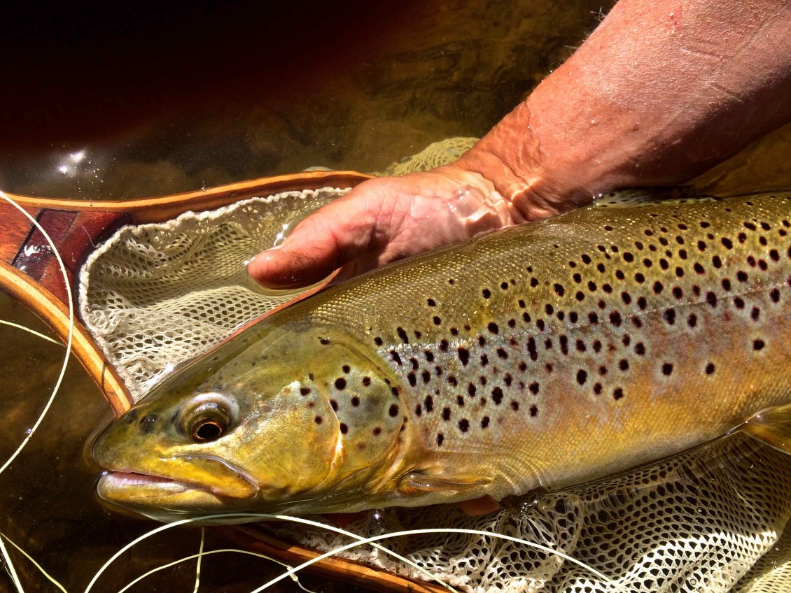 Brown Trout Grand River Dry Fly Fishing AAAA