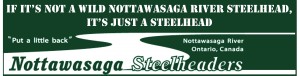 Wild Nottawasaga River Steelhead Stickers