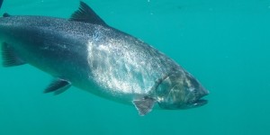 Lake Ontario Salmon Symposium