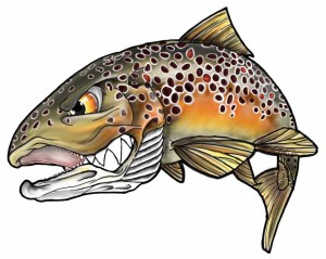 Fins in Frames Brown Trout Sticker AA