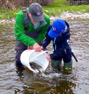Grand River Brown Trout Stocking May 2016 A