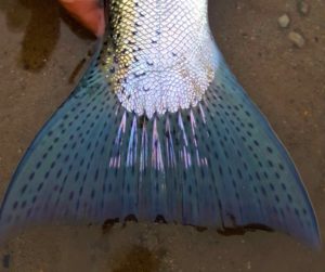 The Tail of an Eastern Lake Ontario Great Lakes Steelhead ...