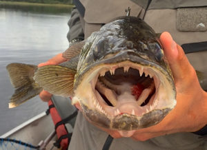 Northwest Territories Walleye