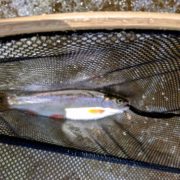 Joel First Rainbow Trout on a Fly Rod AA