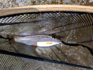 Joel First Rainbow Trout on a Fly Rod AA