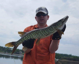 Upper Foley Island Rice Lake Tiger Musky AA