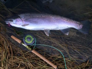 A Lower Maitland River Steelhead ...