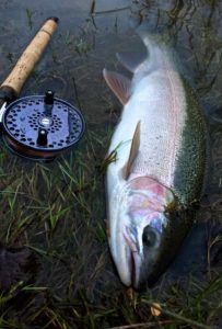 A Bighead River Steelhead ...