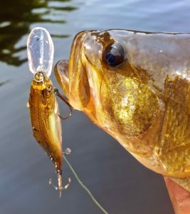 A Largemouth Bass caught with a Megabass Crankbait ...